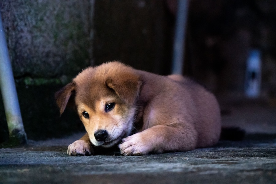 Sød hundehvalp